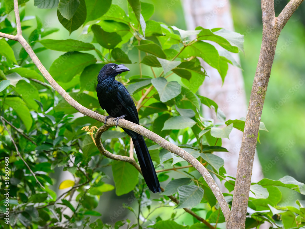 Greater Ani on tree branch against green leaves Greater Ani on tree branch against green leaves