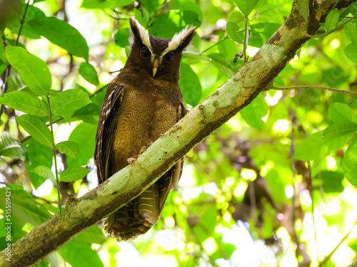 Crested Owl on tree branch against green leaves
