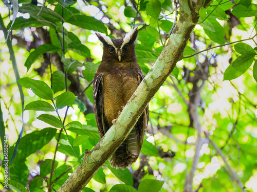 Crested Owl on tree branch against green leaves