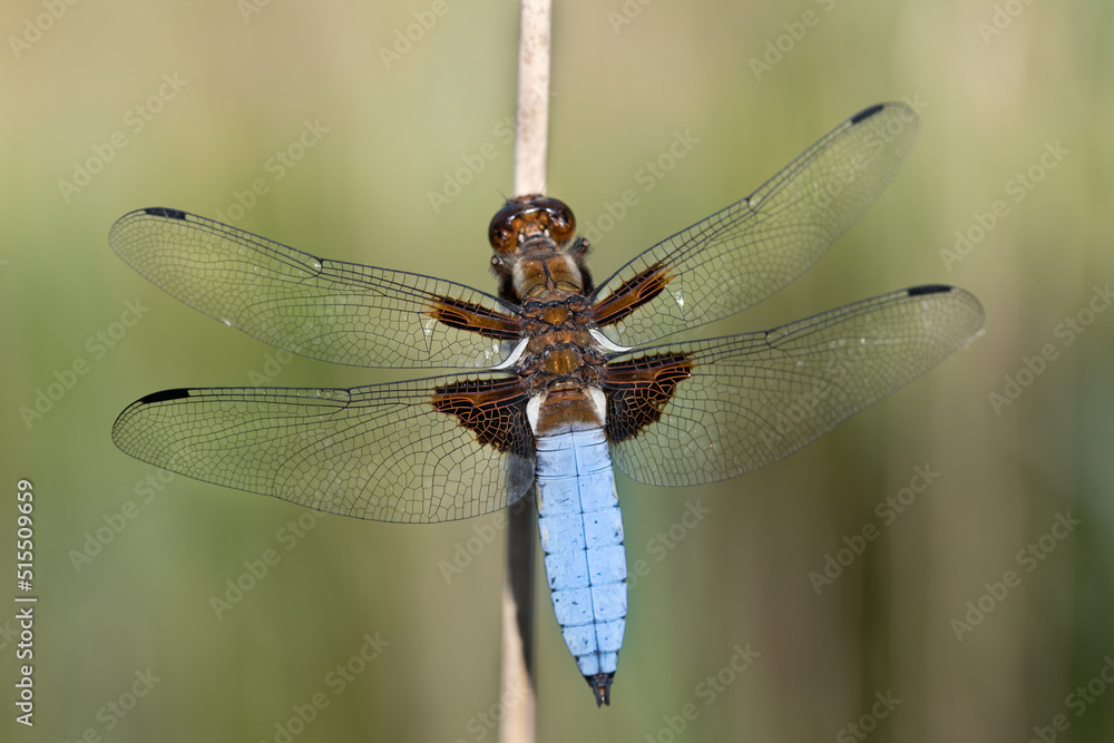 Close-up of a flat-bellied dragonfly (Libellula depressa) with a blue and brown body and transparent wings. Close-up of a flat-bellied dragonfly (Libellula depressa) with a blue and brown body and transparent wings.