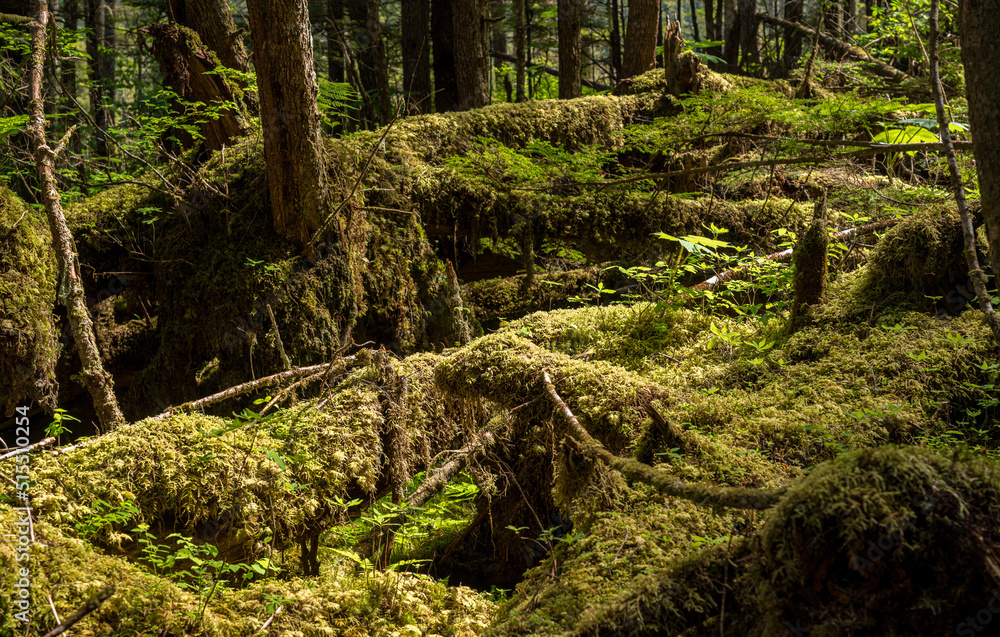Moss and plants cover the ground in temperate rain forest at Icy Strait Point in Alaska Moss and plants cover the ground in temperate rain forest at Icy Strait Point in Alaska