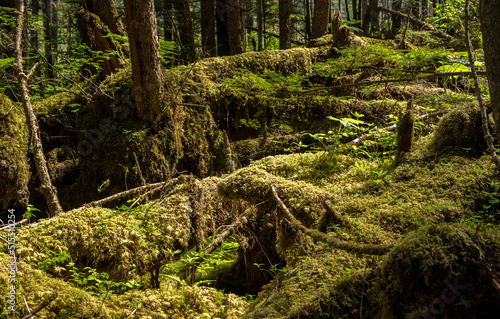 Moss and plants cover the ground in temperate rain forest at Icy Strait Point in Alaska