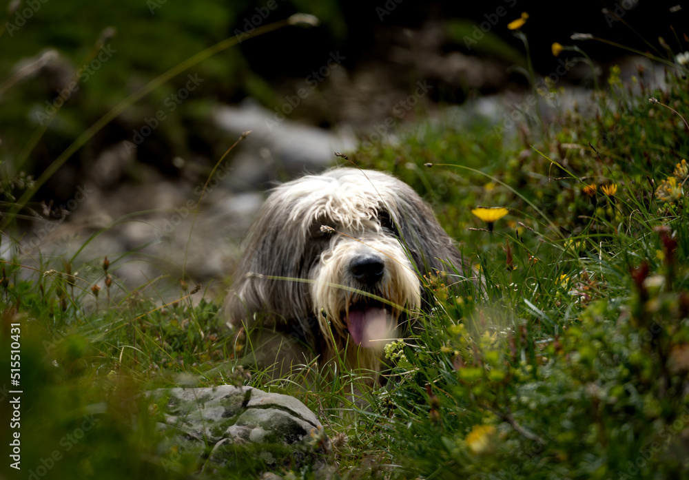 Fototapeta premium dog in the grass