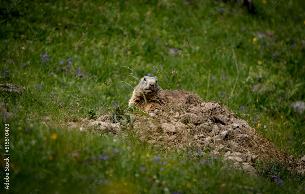 marmot on the grass