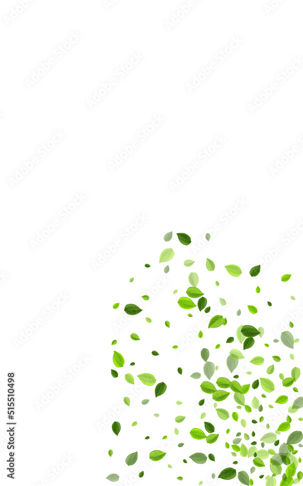 Olive Leaf Motion Vector White Background. Tea Olive Leaf Motion Vector White Background. Tea