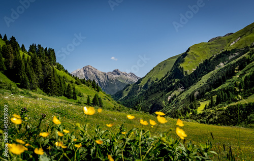 alpine meadow in the mountains
