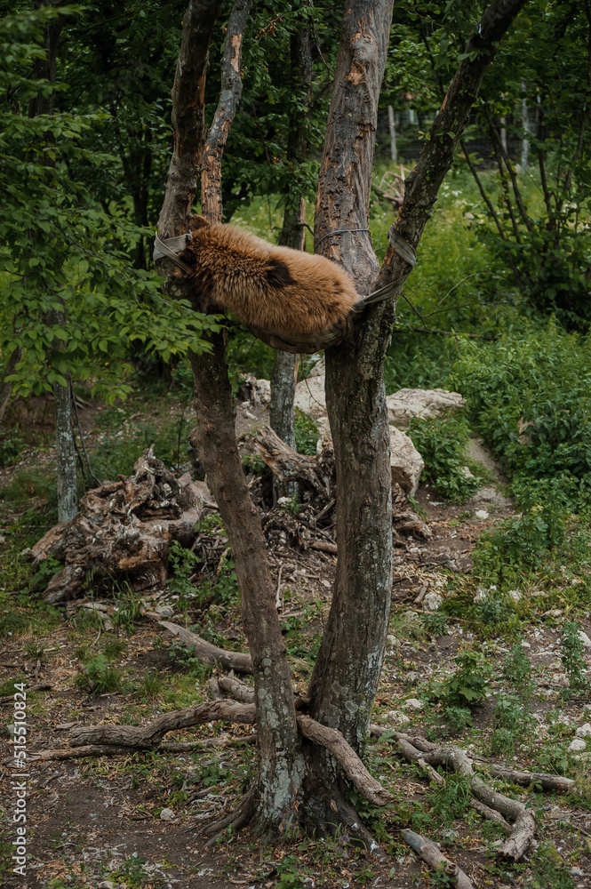 The bear sleeps on a tree. Brown bear in the forest The bear sleeps on a tree. Brown bear in the forest