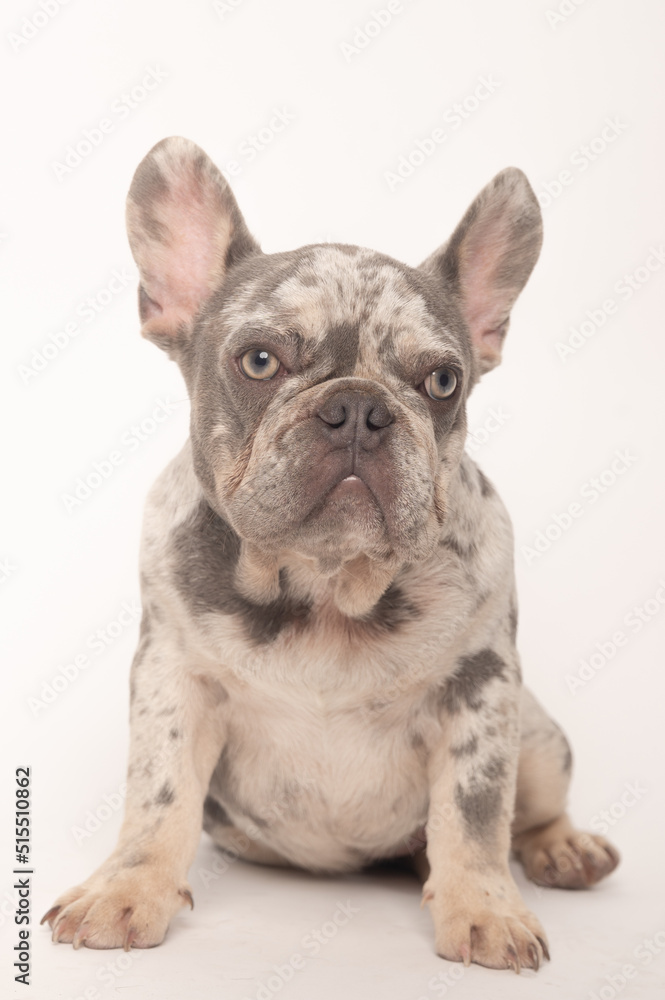 Marbled gray French bulldog sitting on a white background