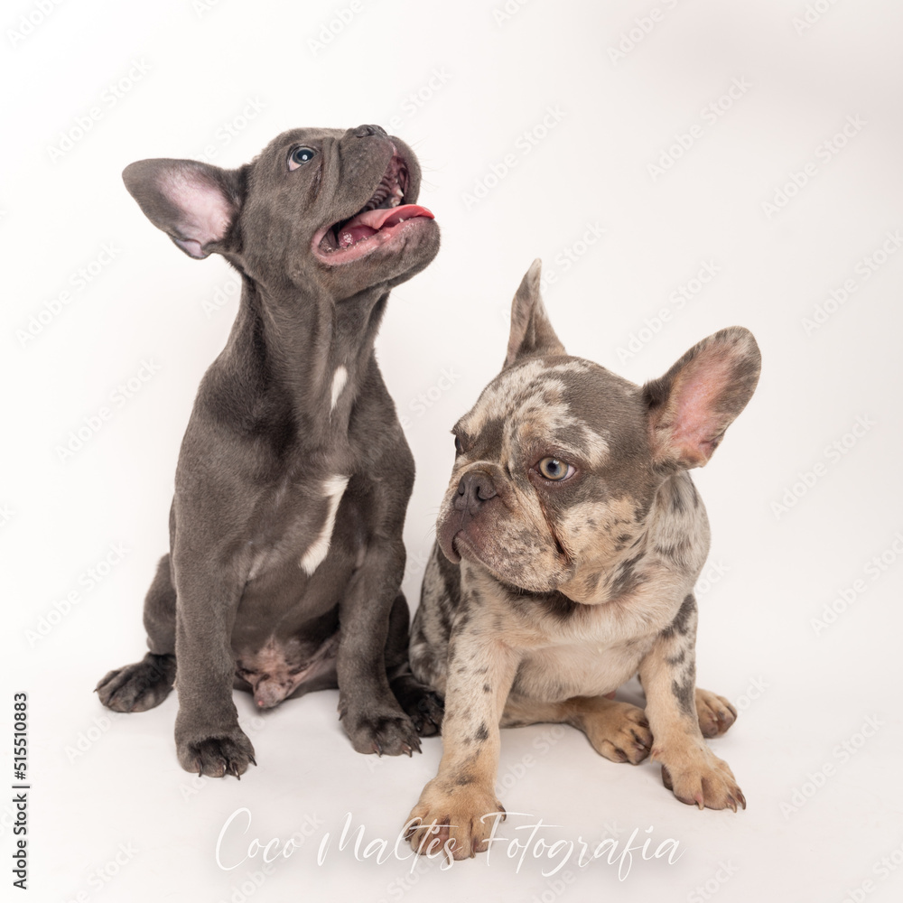 Two purebred French bulldogs studio shoot on a white background