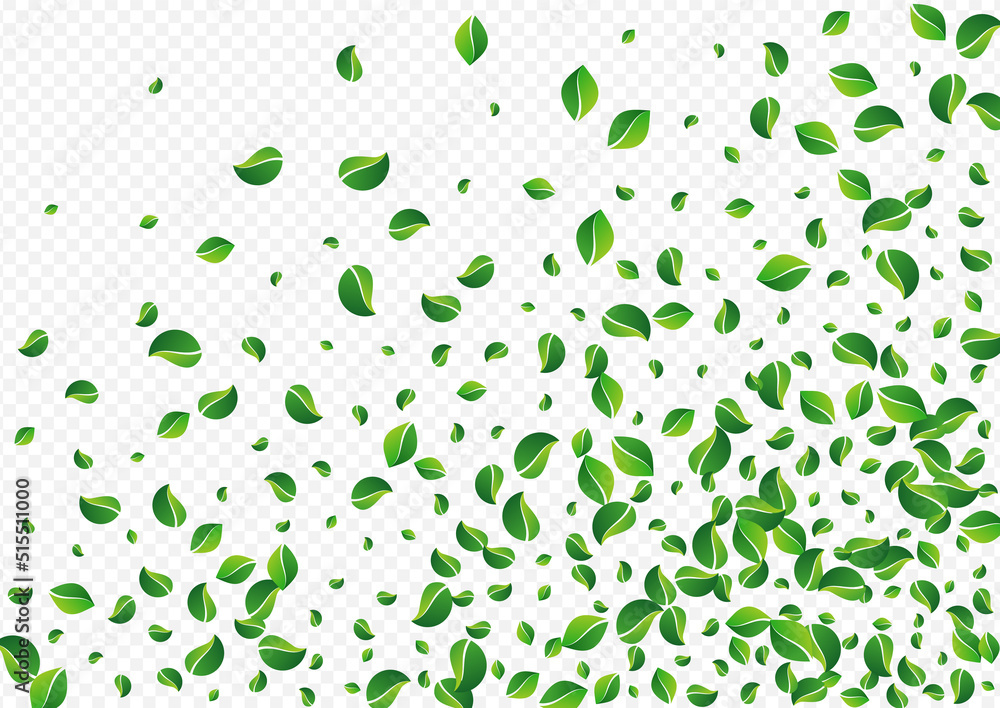 Grassy Leaf Nature Vector Transparent Background. Grassy Leaf Nature Vector Transparent Background.
