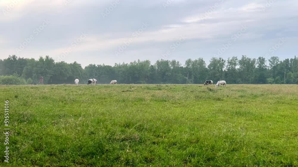 Small cows flock in the morning misty meadow near trees. Distant view of cows grazing on a meadow. Cows graze in a pasture in the early morning haze. Small cows flock in the morning misty meadow near trees. Distant view of cows grazing on a meadow. Cows graze in a pasture in the early morning haze.