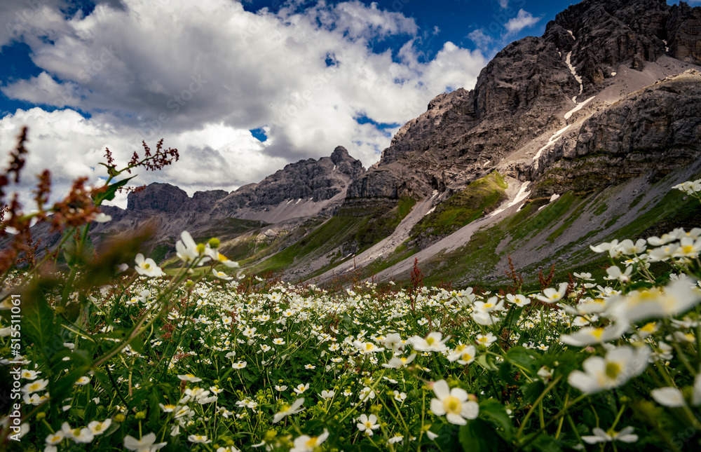 Fototapeta premium alpine meadow in the mountains
