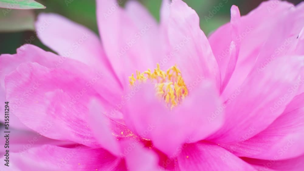 春風に揺れるピンク色の牡丹の花 春風に揺れるピンク色の牡丹の花