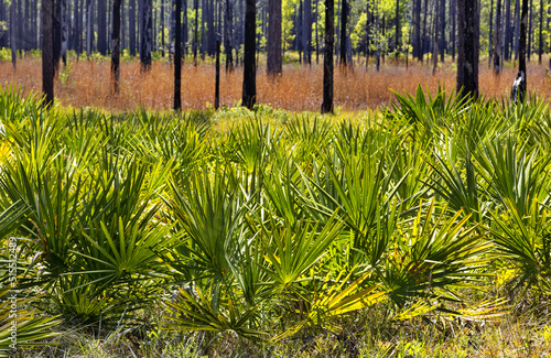 Saw Palmetto in foreground of Florida roadside scenic landscape photo