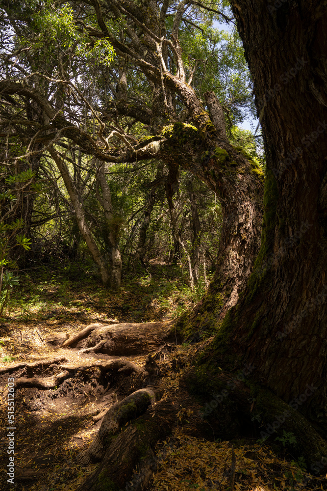 Hiking in the woods. View of the path across the green forest.