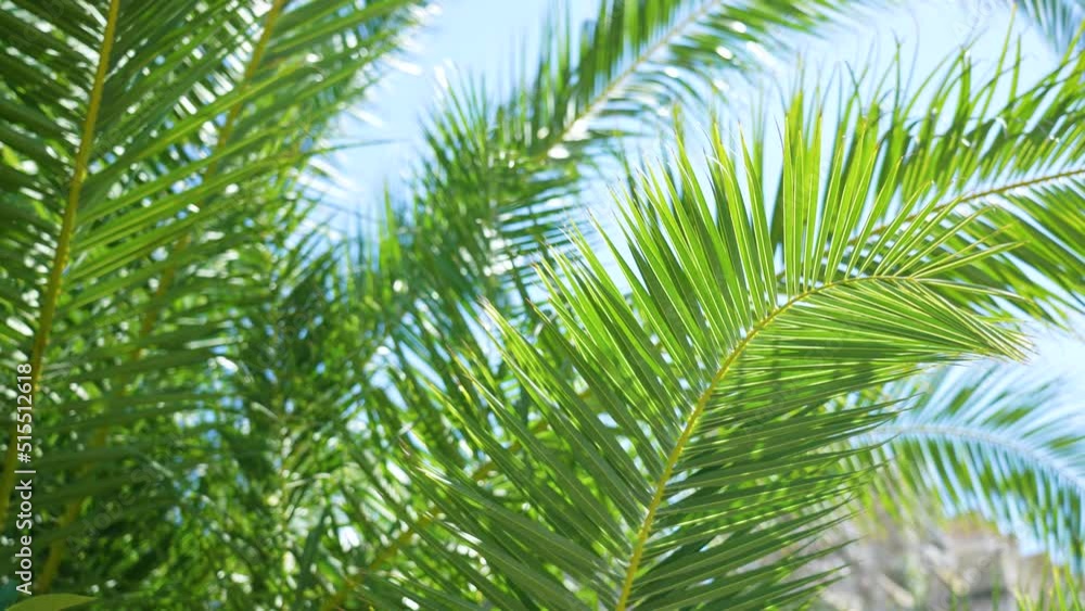 Fresh healthy leaves of green palm or coconut tree isolated on clear sunny cloudless blue sky. 4k stock abstract natural tropical video background Fresh healthy leaves of green palm or coconut tree isolated on clear sunny cloudless blue sky. 4k stock abstract natural tropical video background