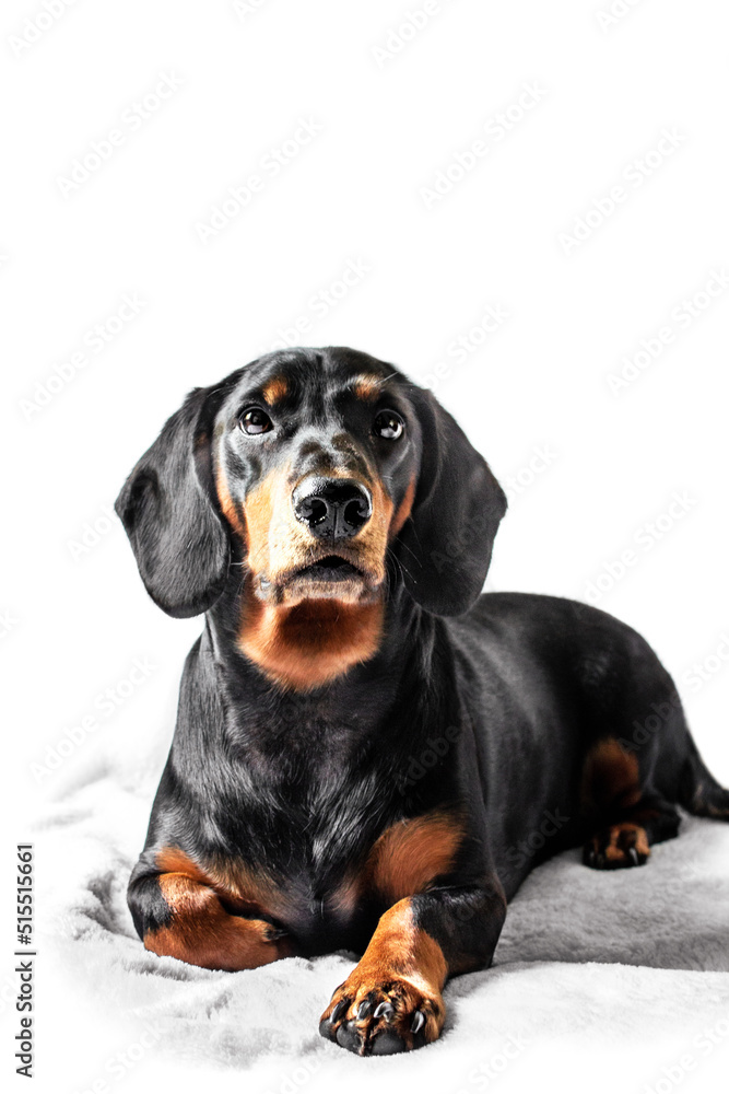 Dachshund dog isolated on white background