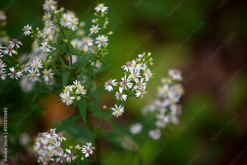 Wildflowers along a hiking path in Ontario. Wildflowers along a hiking path in Ontario.