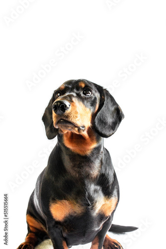Dachshund dog isolated on white background © Oskar