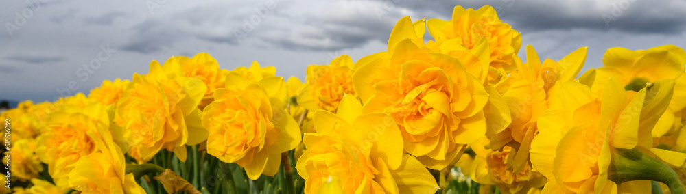 Yellow double-bloom daffodils blooming in a field on a stormy day, Skagit Valley bulb growing region, Washington state, USA
Yellow double-bloom daffodils blooming in a field on a stormy day, Skagit Valley bulb growing region, Washington state, USA