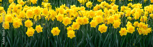 Wallpaper Mural Yellow double-bloom daffodils blooming in a field on a stormy day, Skagit Valley bulb growing region, Washington state, USA
 Torontodigital.ca