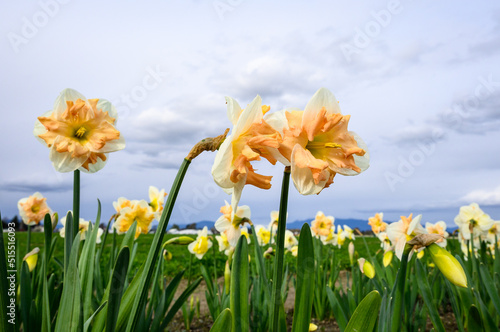 Orange and white daffodils blooming in a field on a stormy day, Skagit Valley bulb growing region, Washington state, USA
