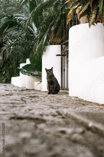 Fototapeta Naklejka Na Ścianę i Meble -  black cat outside a house with palm trees