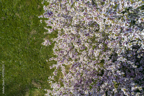 Aerial view of beautiful cherry blossoms in park. Drone photo of sakura trees full in blooming pink flowers in spring in picturesque garden. Branches of the tree over sunny blue sky. Floral pattern