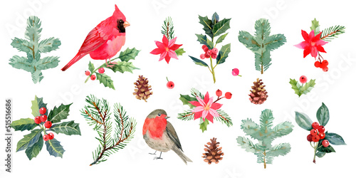 Christmas birds and plants: cardinal, robin, holly branches, pine branches, cones, berries, red poinsettia. Hand drawn watercolor illustration. botanical clipart.