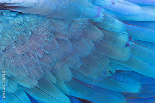 close up of blue wing parrot photo