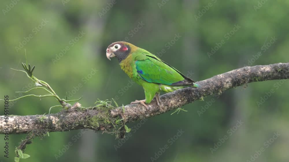 a high frame rate clip of brown-hooded parrots perching on a branch during a rainy afternoon at boca tapada in costa rica a high frame rate clip of brown-hooded parrots perching on a branch during a rainy afternoon at boca tapada in costa rica