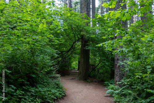 Eugene Oregon Landscape, Hike in the Forest photo