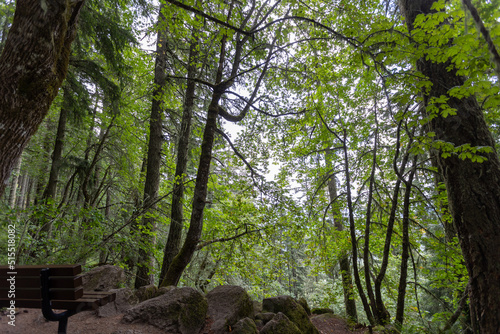 Beautiful Eugene Oregon Hike in a Forest