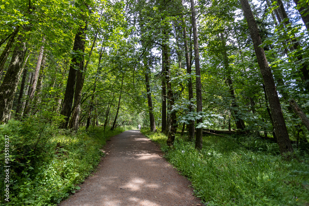 Eugene Oregon Forest Landscape, Summer 2022 Eugene Oregon Forest Landscape, Summer 2022