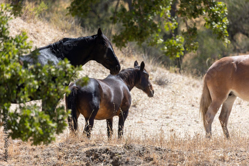 Horses and Mules on a Ranch  California Ranchlands