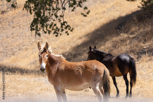 Mule and Horse in Open Pasture, Riding Mule