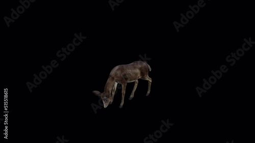 Black Deer Doe Eat View FromTop Angle Front,3840×2160.04 Second Long.Transparent Alpha video.LOOP. photo