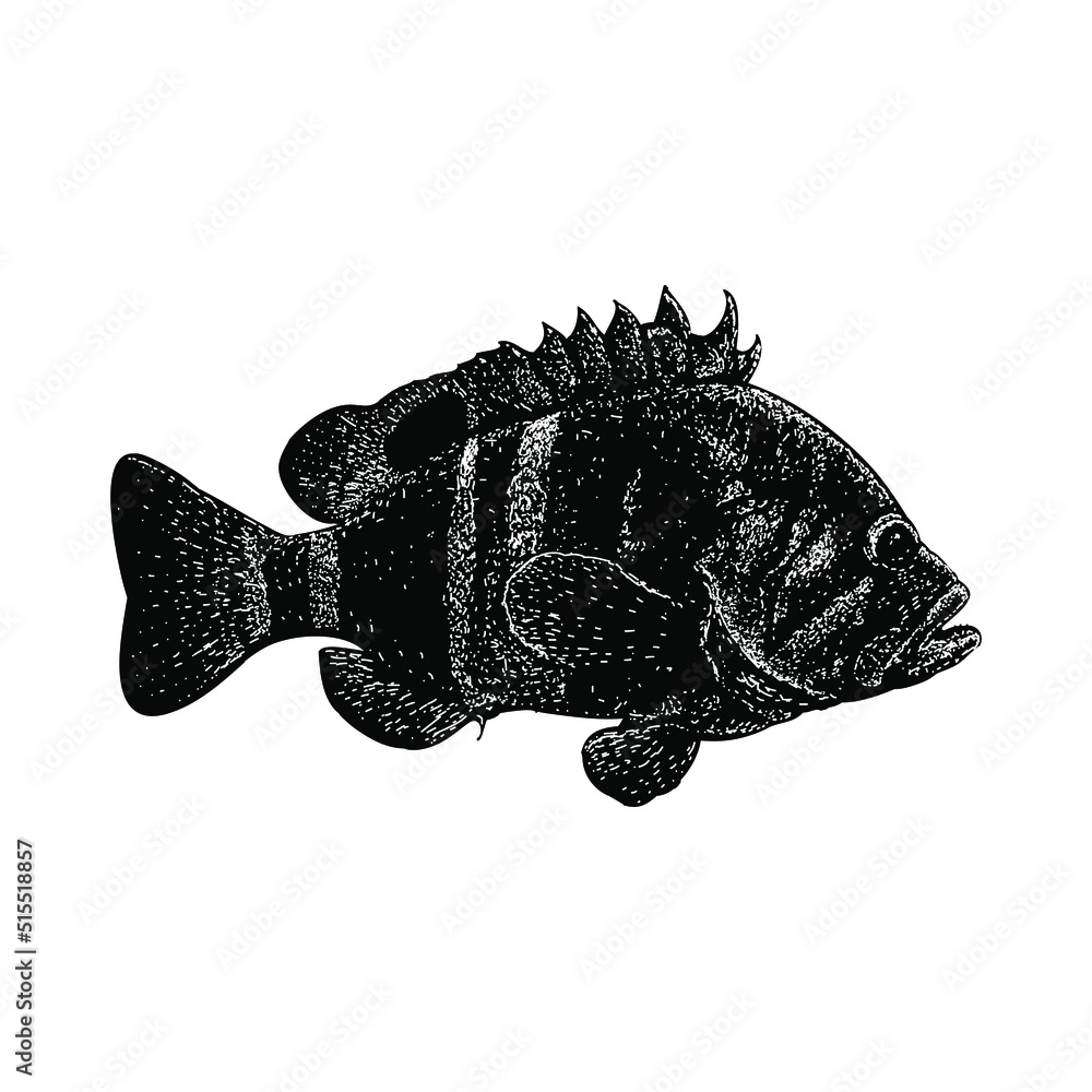 Fototapeta premium Neptune Grouper hand drawing vector illustration isolated on background