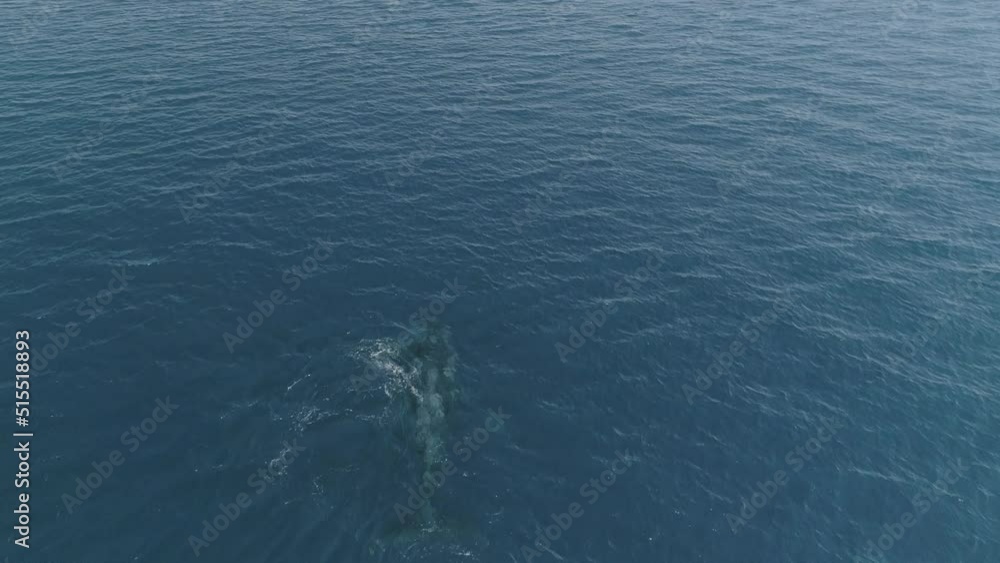 Humpback whale with calf, mexico. Humpback whale with calf, mexico.