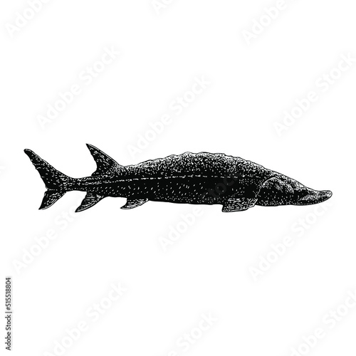Lake Sturgeon hand drawing vector illustration isolated on background