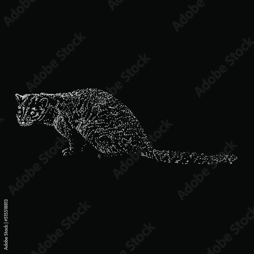 African Palm Civet hand drawing vector illustration isolated on black background