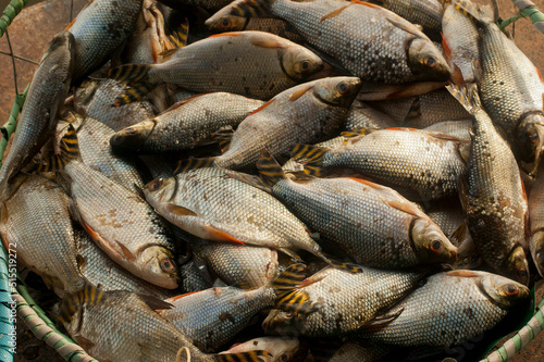 freshwater fish for sale photo
