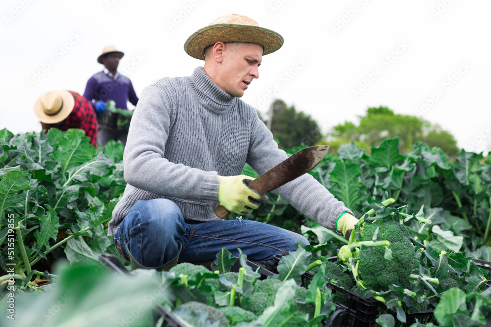 Positive man engaged in farming cutting ripe broccoli on sustainable farm