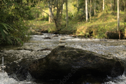 stream in the forest