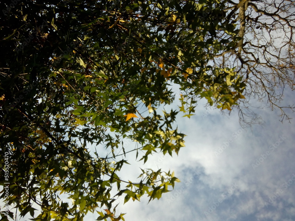 Fototapeta premium Vista frondosa de las hojas verdes de un árbol