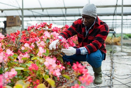 African american man caring for potted begonia flowers in a greenhouse