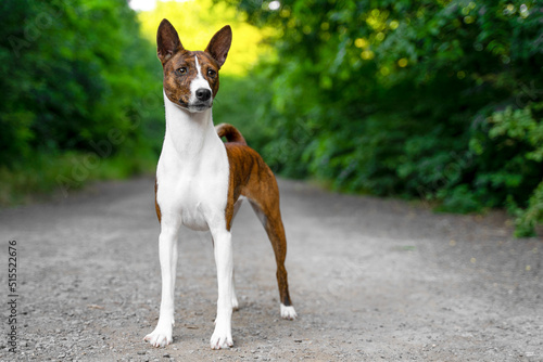 Portrait dog of a red basenji standing in a summer forest in a special stand for the show. Take a walk with puppy Basenji Kongo Terrier Dog. Pet training and education.. photo