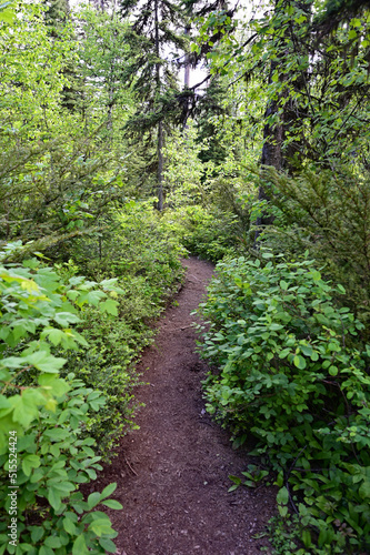 Stanton Lake Trail in Great Bear Wilderness, Montana on sunny summer day.