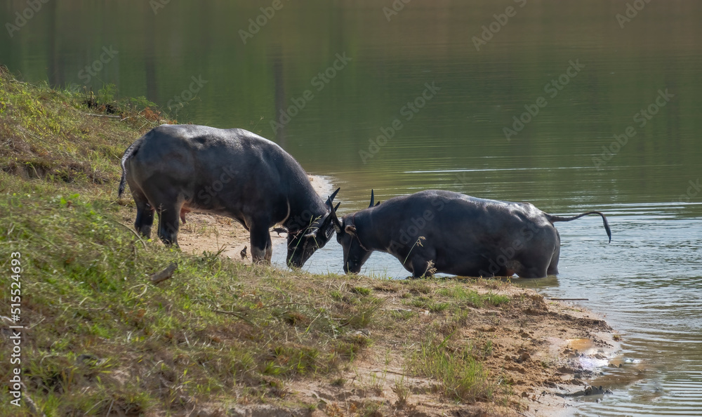 Water buffaloes feeding and play together by the pond.
