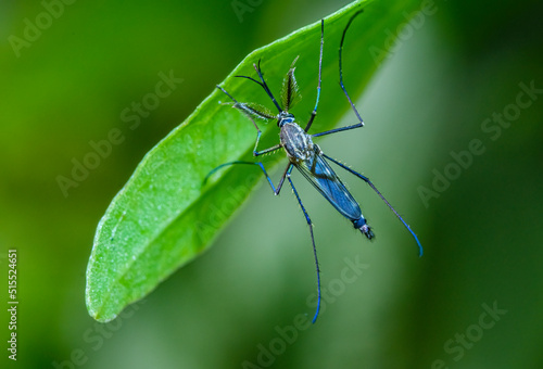 Closeup of mosquito at rest under the green leaf.